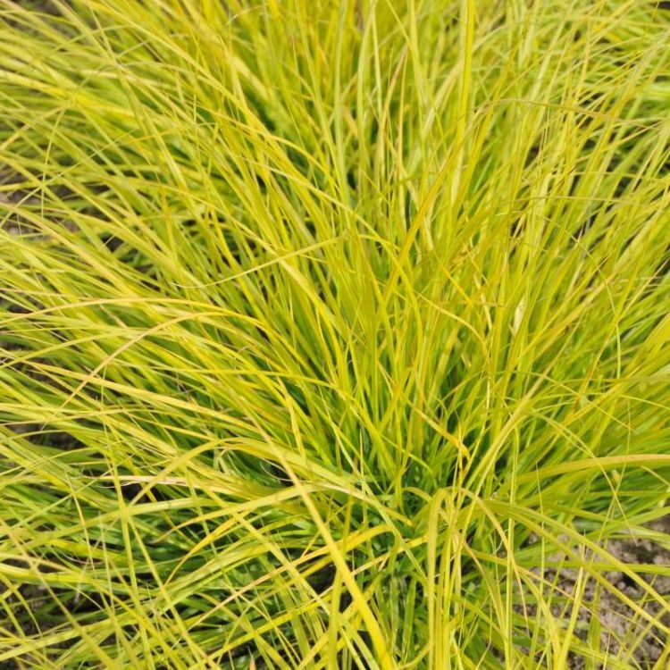 Lampepoetsersgras - Pennisetum alopecuroides 'Hameln Gold'