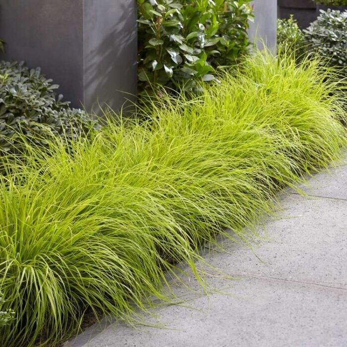 Lampepoetsersgras - Pennisetum alopecuroides 'Hameln Gold'