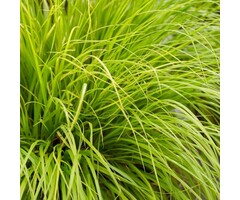 Lampepoetsersgras - Pennisetum alopecuroides Lumen Gold
