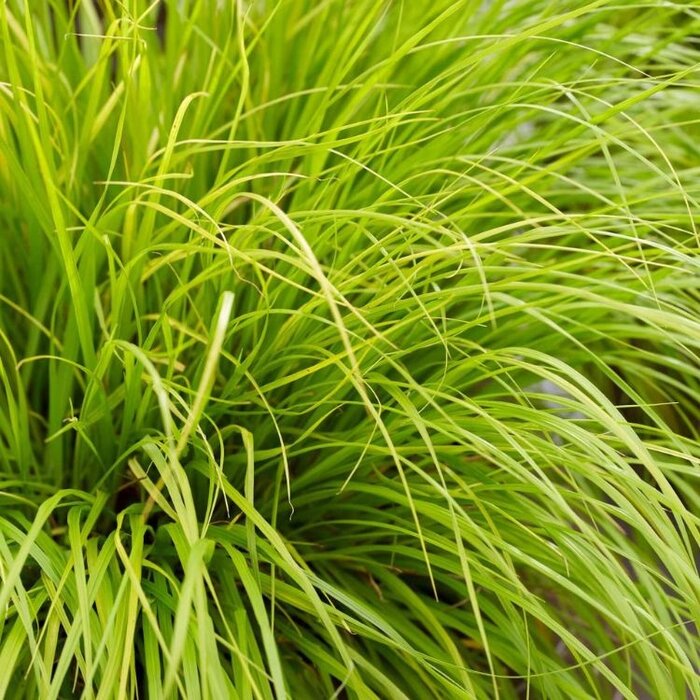 Lampepoetsersgras - Pennisetum alopecuroides 'Hameln Gold'