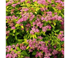 Spiraea japonica 'Golden Princess' - Spierstruik (Kale wortel)