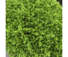 Struikveronica - Hebe ‘Emerald Gem’