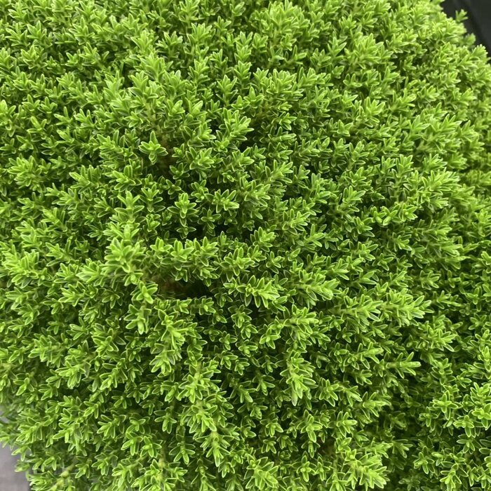 Struikveronica - Hebe ‘Emerald Gem’