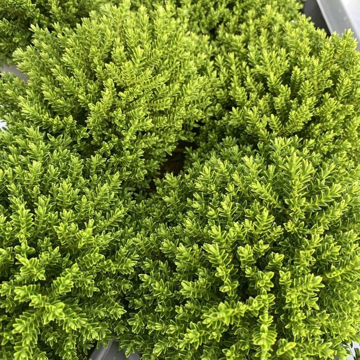 Struikveronica - Hebe ‘Emerald Gem’