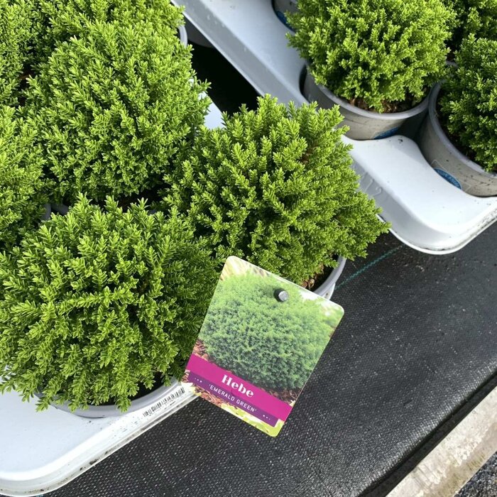 Struikveronica - Hebe ‘Emerald Gem’