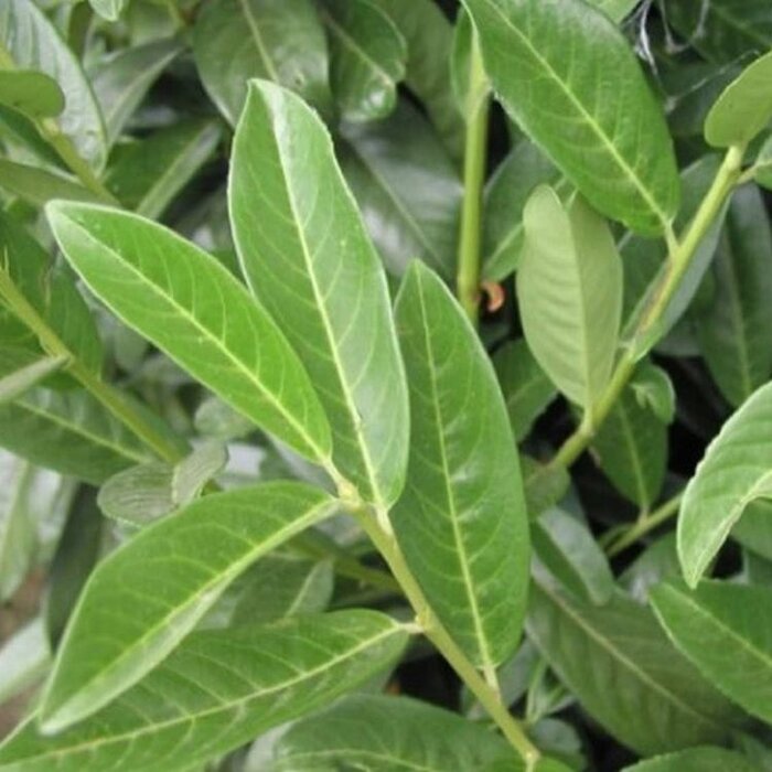Laurier boom - Prunus laurocerasus 'Genolia'