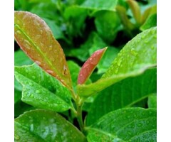 Laurier op stam - Prunus laurocerasus Etna