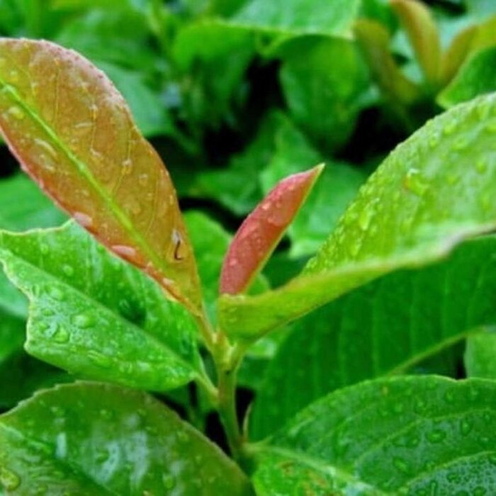 Laurier op stam - Prunus laurocerasus Etna
