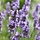 Lavendel - Lavandula intermedia 'Sensational'