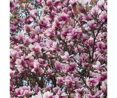 Beverboom - Magnolia soulangeana