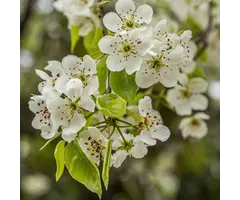 Lei sierpeer - Pyrus calleryana 'Chanticleer' leiboom