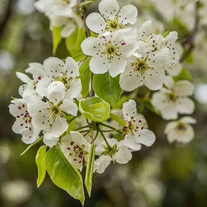 Lei sierpeer - Pyrus calleryana 'Chanticleer' leiboom