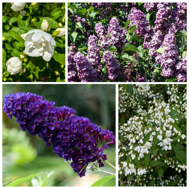 Geurende haag pakket (4m1)