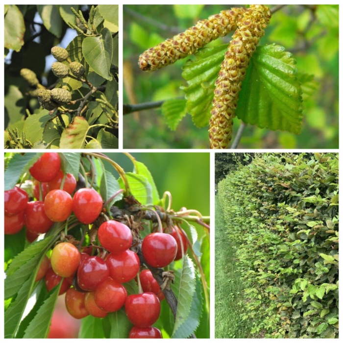 Haagpakket voor houtwallen (droge grond)