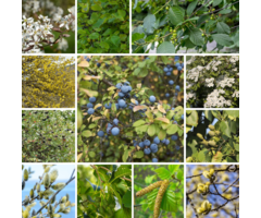 Bosbeplanting (voor 20m2)