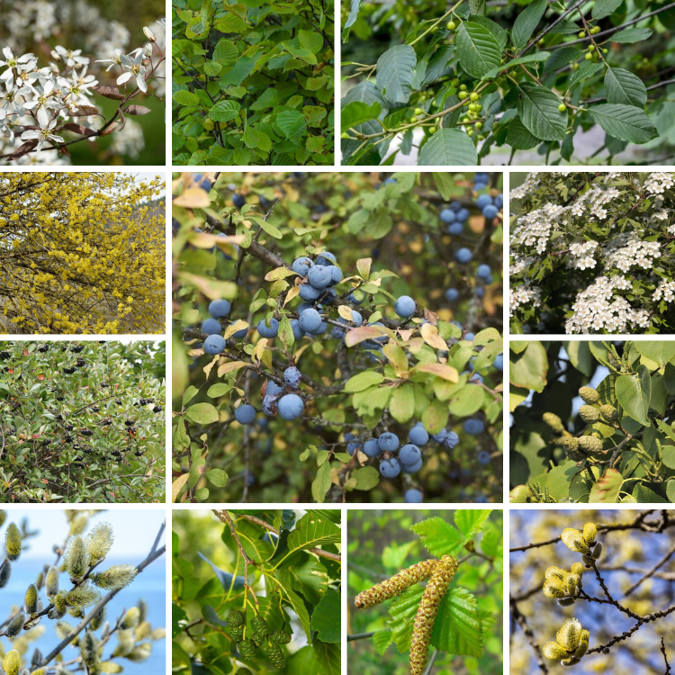 Bosbeplanting (voor 20m2)