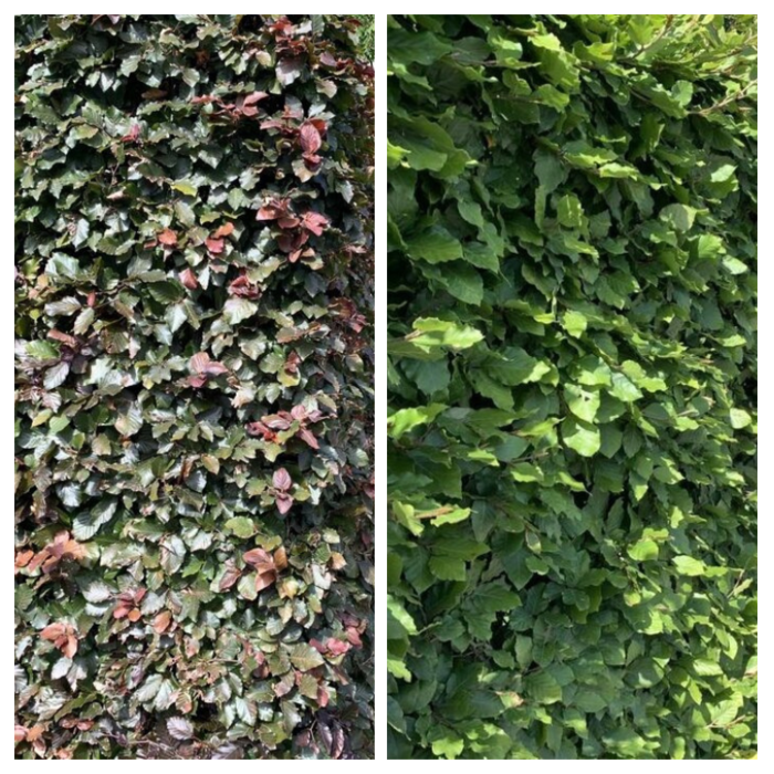 Gemengde beukenhaag pakket rood en groen