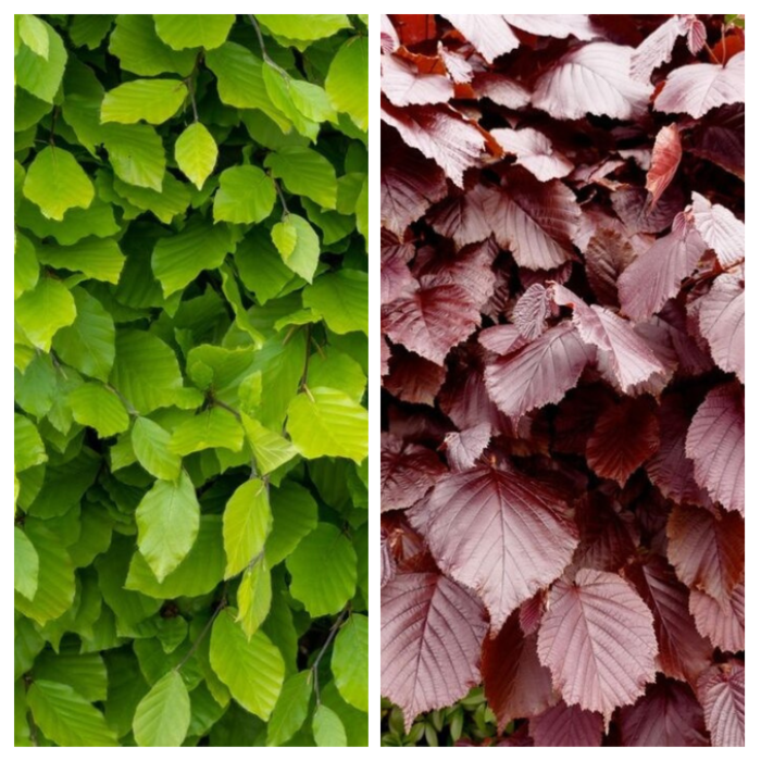 Gemengde beukenhaag pakket rood en groen