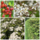 Gemengde haag voor vogels (4 m1) -> PRE-ORDER