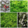 Lage wintergroene haag (4 m1) PRE-ORDER