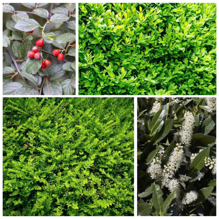Lage wintergroene haag (4 m1) PRE-ORDER