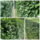Hoge wintergroene haag (4 m1) PRE-ORDER