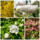 Gemengde hoge bloeiende haag (4 m1) PRE-ORDER
