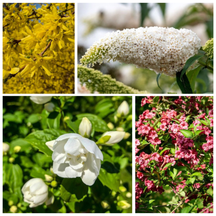 Gemengde hoge bloeiende haag (4 m1) PRE-ORDER