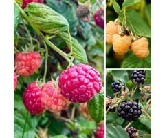 Fruitstruiken plantenpakket