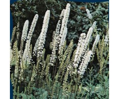 Zilverkaars - Cimicifuga ramosa 'Atropurpurea' (Actaea)