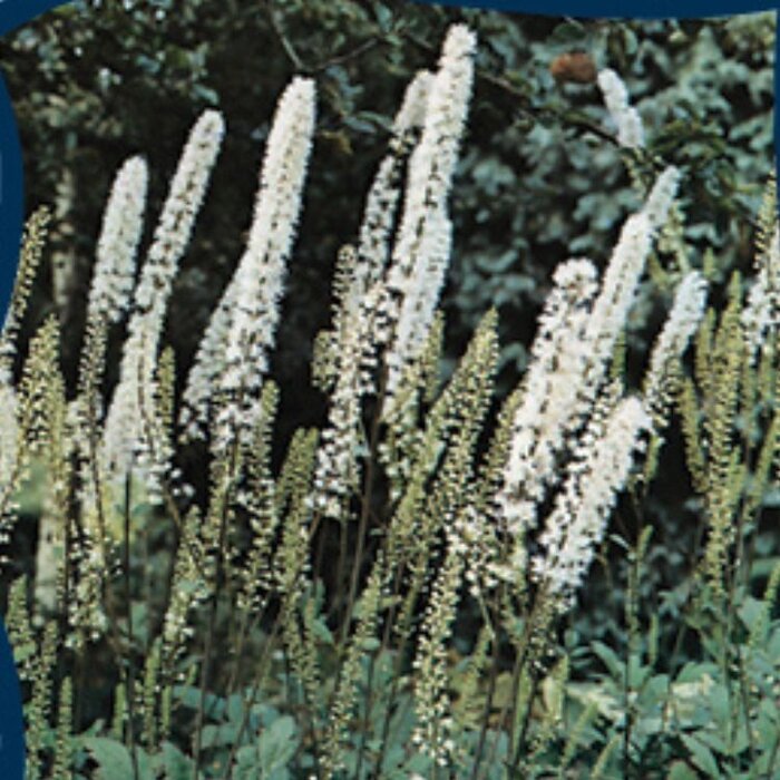 Zilverkaars - Cimicifuga ramosa 'Atropurpurea' (Actaea)