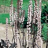 Zilverkaars - Cimicifuga ramosa 'Chocoholic' (Actaea)