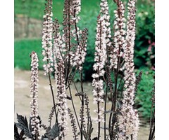 Zilverkaars - Cimicifuga ramosa 'Chocoholic' (Actaea)