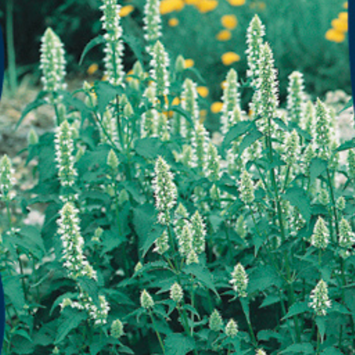 Zilverkaars - Cimicifuga simplex 'White Pearl'