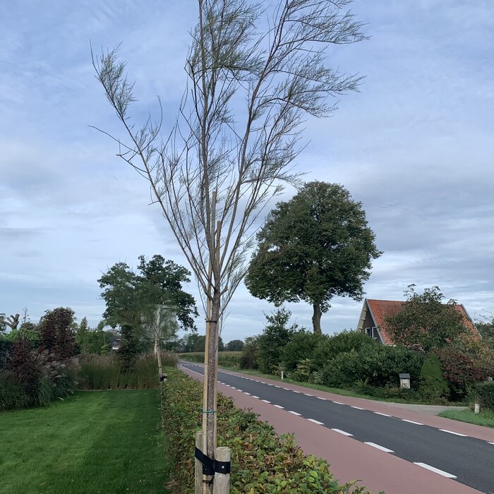 Tamarisk - Tamarix tetrandra