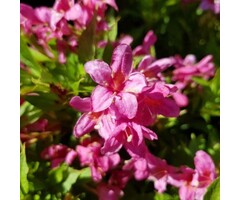 Weigela florida 'Picobella Rosa' -Dwergweigelia