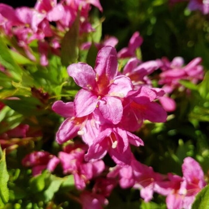 Weigela florida 'Picobella Rosa' -Dwergweigelia