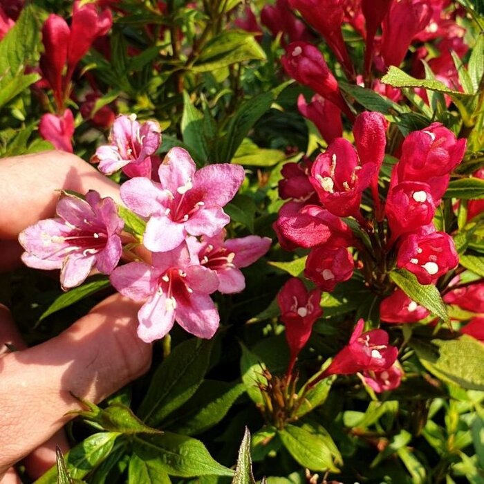 Weigela florida 'Picobella Rosso' - Dwergweigelia