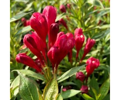 Weigela florida 'Picobella Rosso' - Dwergweigelia