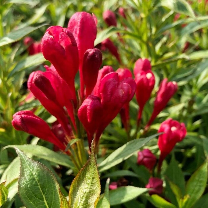 Weigela florida 'Picobella Rosso' - Dwergweigelia