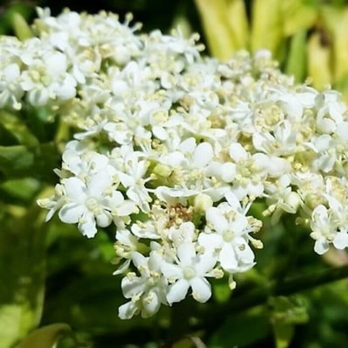Gele Vlier - Sambucus nigra Golden Tower meerstammig