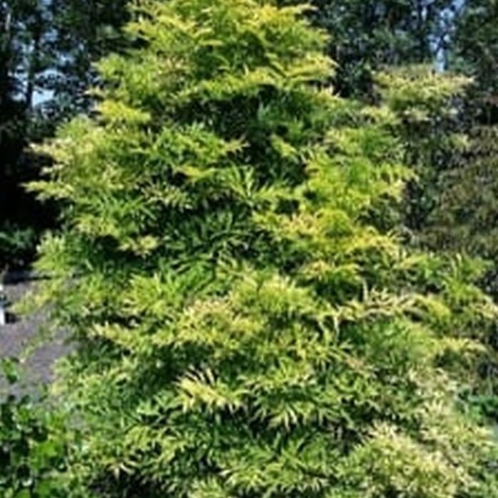 Gele Vlier - Sambucus nigra Golden Tower meerstammig