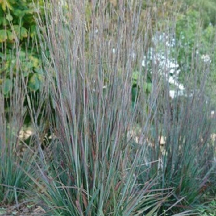 Klein prariegras - Schizachyrium scoparium 'Standing Stone' (Standing Ovation)