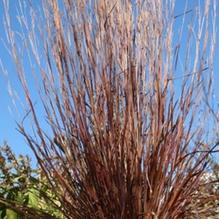 Klein prariegras - Schizachyrium scoparium 'Standing Stone' (Standing Ovation)