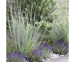 Klein prariegras - Schizachyrium scoparium 'Standing Stone'