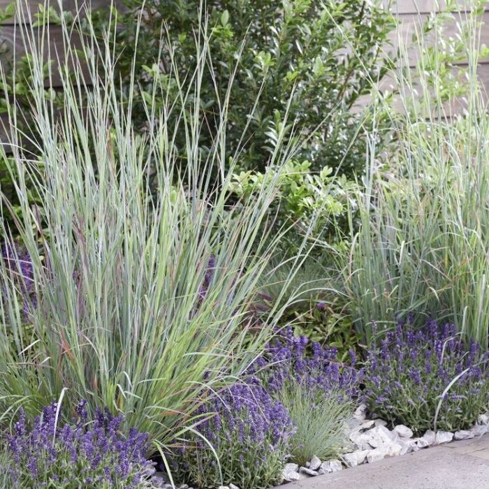 Klein prariegras - Schizachyrium scoparium 'Standing Stone' (Standing Ovation)
