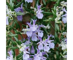 Rozemarijn - Rosmarinus officinalis 'Capri'