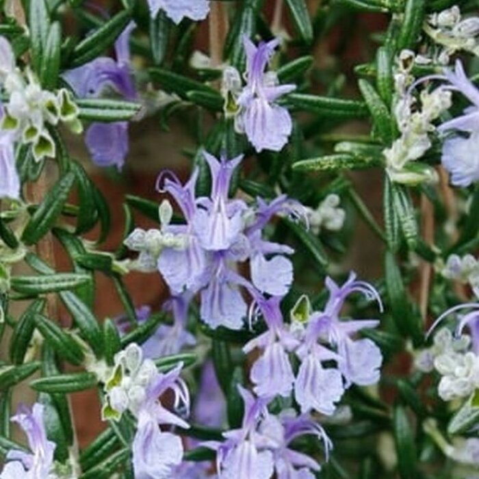Rozemarijn (Rosmarinus officinalis 'Capri')