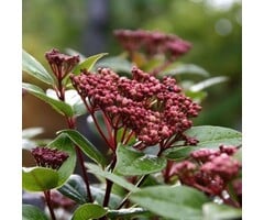 Sneeuwbal - Viburnum tinus Spirit
