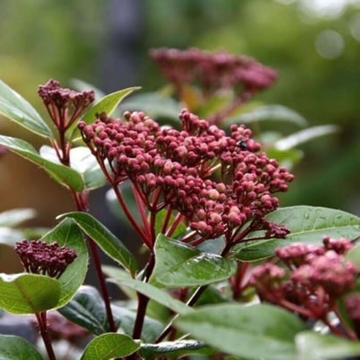 Sneeuwbal (Viburnum tinus Spirit)